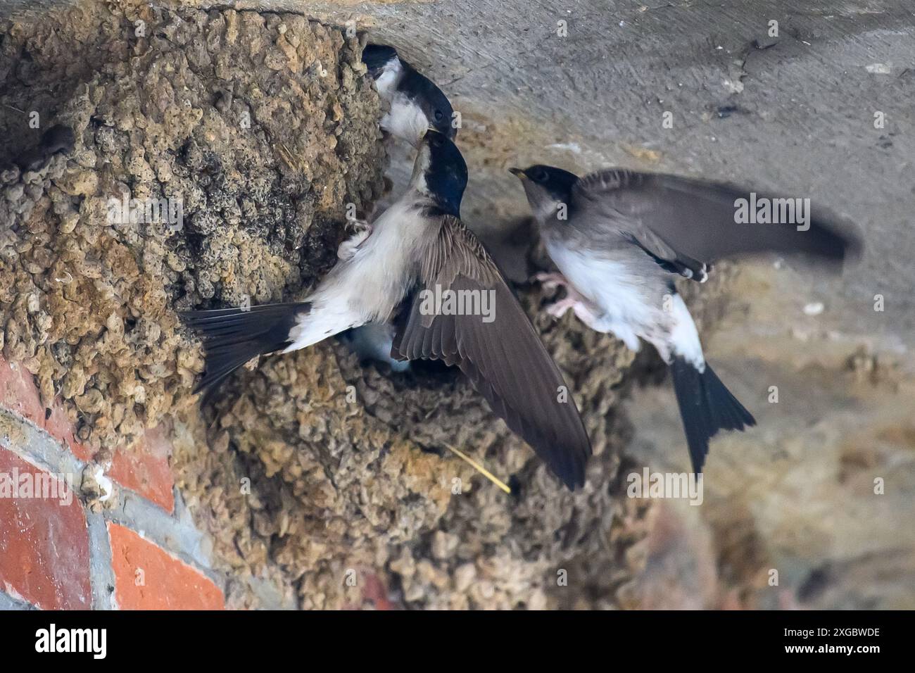 8 luglio 2024, Sassonia-Anhalt, Tangermünde: Una rondine siede al suo nido e nutre la sua prole mentre un'altra rondine vola al nido. Le rondini si nutrono di insetti volanti e, quando il loro numero diminuisce, migrano nei loro quartieri invernali in autunno. Rimarrà estate nella Germania centrale nei prossimi giorni. E' pronto a diventare di nuovo più caldo. Foto: Klaus-Dietmar Gabbert/dpa/ZB Foto Stock