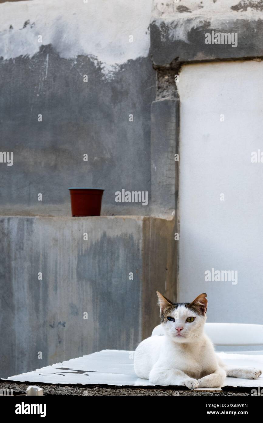 Gatto con occhi di colore diverso che si rilassano Foto Stock