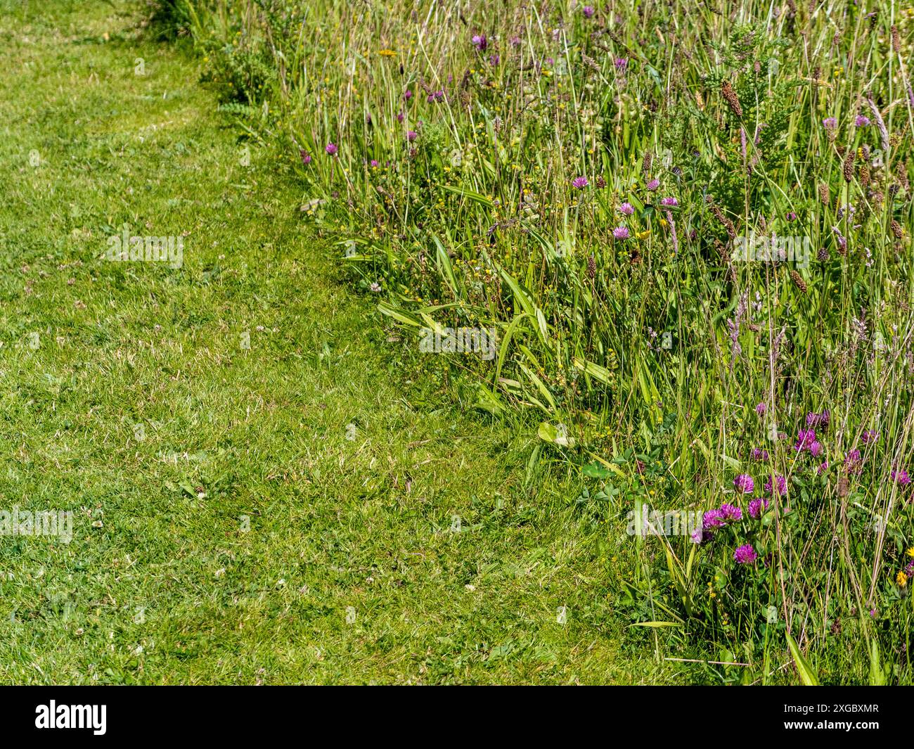 Prato domestico diviso tra erba tagliata ordinatamente e una sezione lasciata come prato faunistico per la biodiversità in un giardino del Regno Unito. Foto Stock