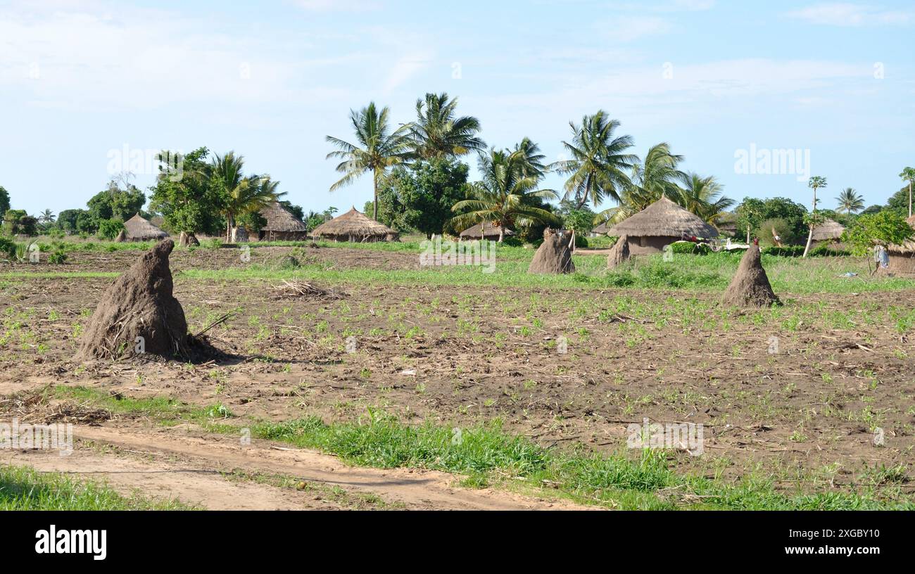 Piccolo villaggio con capanne di fango, New Mambone, Inhambane, Mozambico. Colline ANT in primo piano. Palme e altri alberi sparsi nella zona. Foto Stock