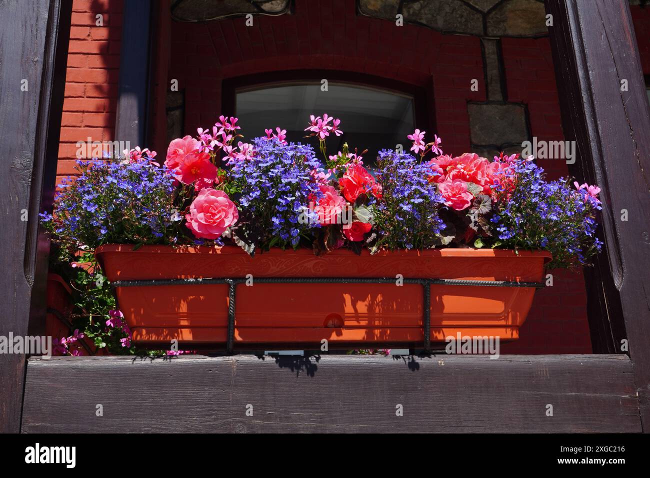 Contenitore con splendida disposizione di fiori rosa e blu sul davanzale del balcone Foto Stock