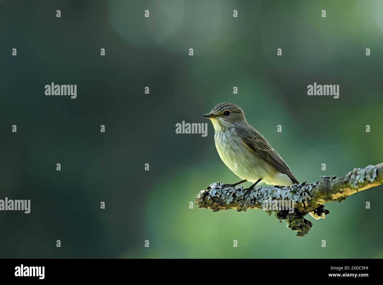 Flycatcher avvistato seduto su un ramo Foto Stock