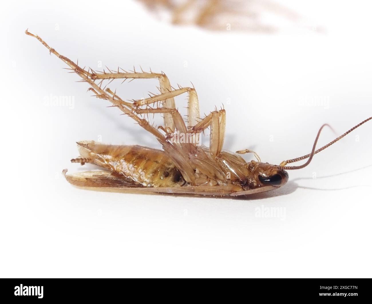 Scarafaggio morto isolato su sfondo bianco. Parassita domestico. Foto Stock