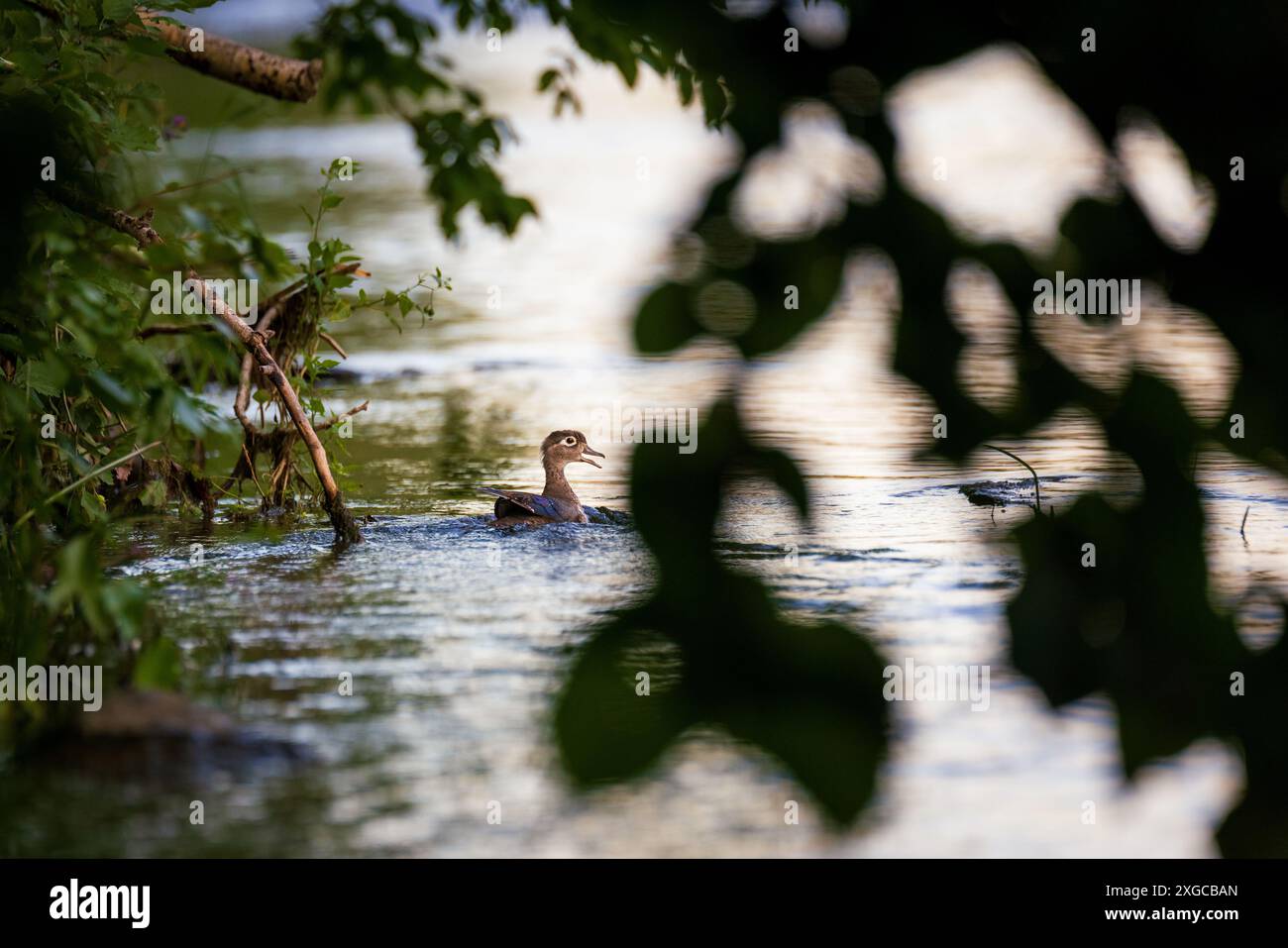 Anatra di legno femminile giovanile che nuota lungo la riva del fiume vicino al sottobosco Foto Stock