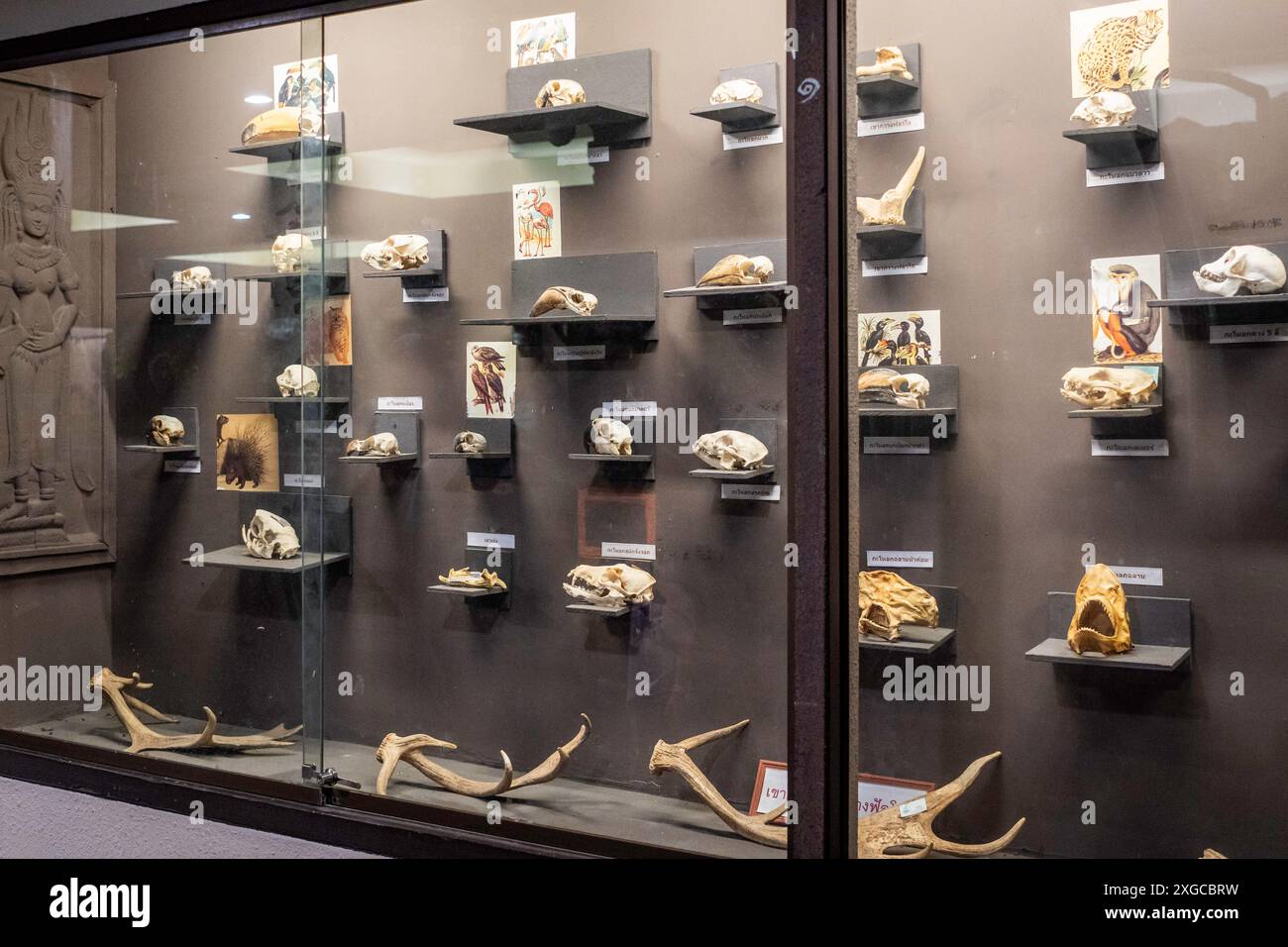 Una collezione di teschi e parti di scheletri di animali sono esposti al Pata Exotic Studio, al sesto piano dello zoo di Pata, nel grande magazzino di Pata Pinklao. Nel marzo 2023, dopo la ristrutturazione, è stato lanciato il nuovo Pata Zoo, aggiungendo una zona di apprendimento per animali esotici speciali, con la speranza di diventare un'importante attrazione turistica per le persone in città. Lo Zoo PATA è uno zoo privato situato al 6° e 7° piano del grande magazzino Pata Pinklao di Bangkok. Operativo dal 1983, lo zoo ha subito critiche da parte degli attivisti thailandesi per i diritti degli animali per presunti trattamenti disumani dei suoi animali. Foto Stock