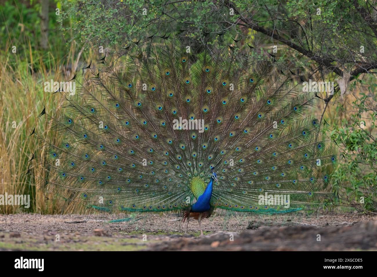 Il Peafowl indiano, noto anche come Common Peafowl o Blue Peafowl, è una specie originaria del subcontinente indiano. Foto Stock