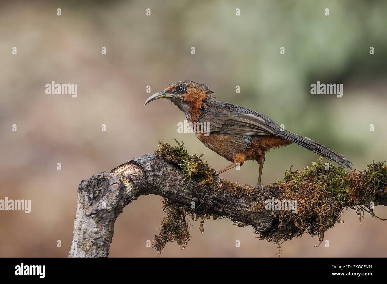 Scimitar Babbler dalle guance rugginose - trovato nella regione indiana dell'Himalaya. Foto Stock