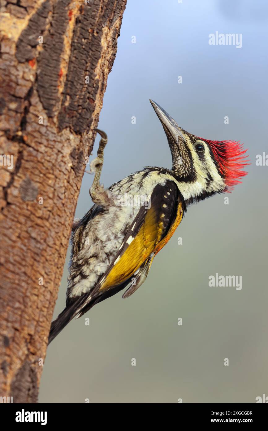 Il Flameback Woodpecker, ampiamente diffuso nel subcontinente indiano. Foto Stock