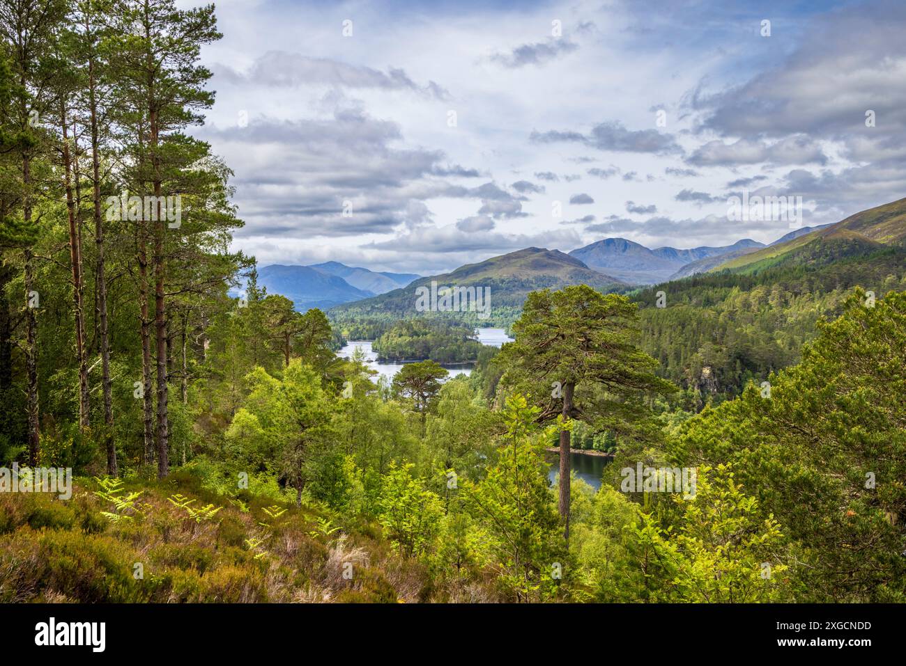 Loch Beinn A' Mheadhoin e montagna attraverso la foresta Caledoniana a Glen Affric, Inverness, Scozia Foto Stock