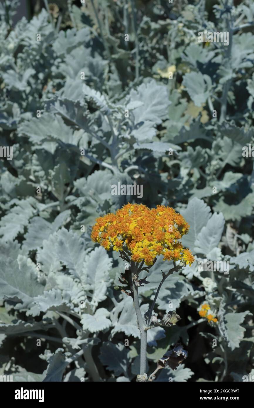 Caratteristico fiore giallo circondato da foglie d'argento. Jacobaea maritima, polvere d'argento o ragwort d'argento. Foto Stock