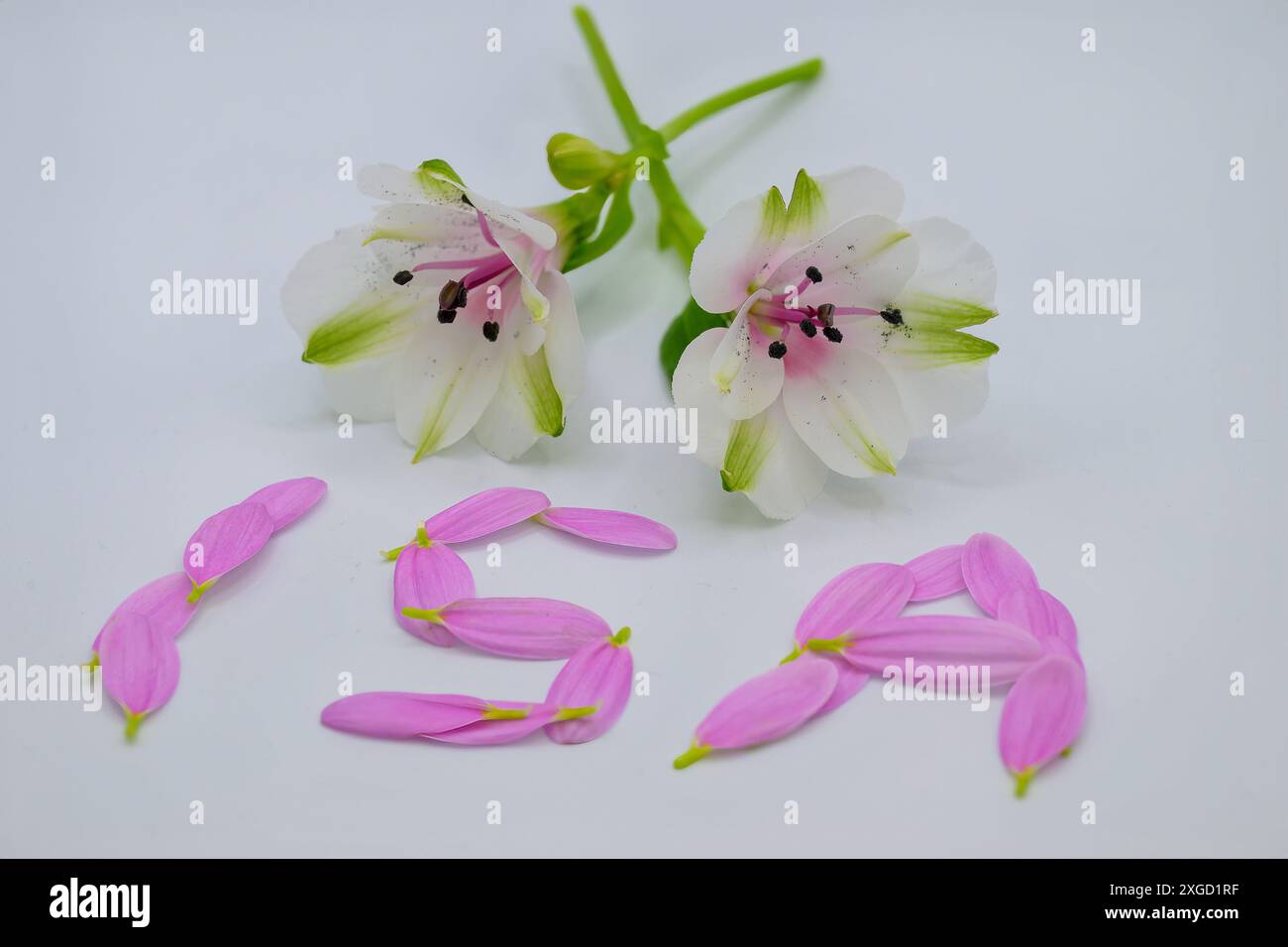 ISA, i S A , in petali rosa con due fiori conto di risparmio individuale, investimento, nuovo esercizio finanziario Foto Stock