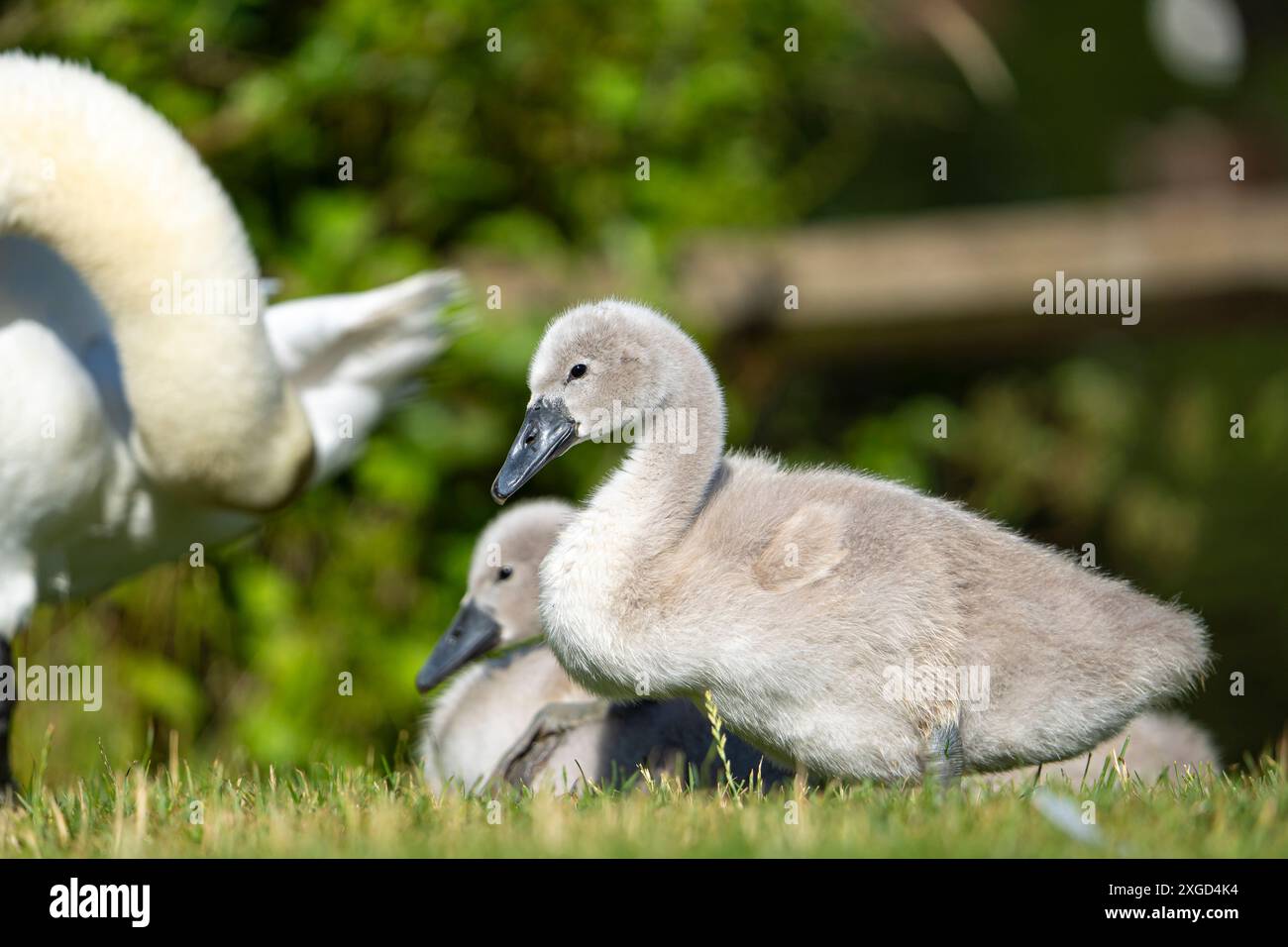 Vicino selvaggio, cignette muti del Regno Unito (Cygnus olor) all'aperto godendosi un po' di sole estivo, dietro l'uccello genitore. Foto Stock