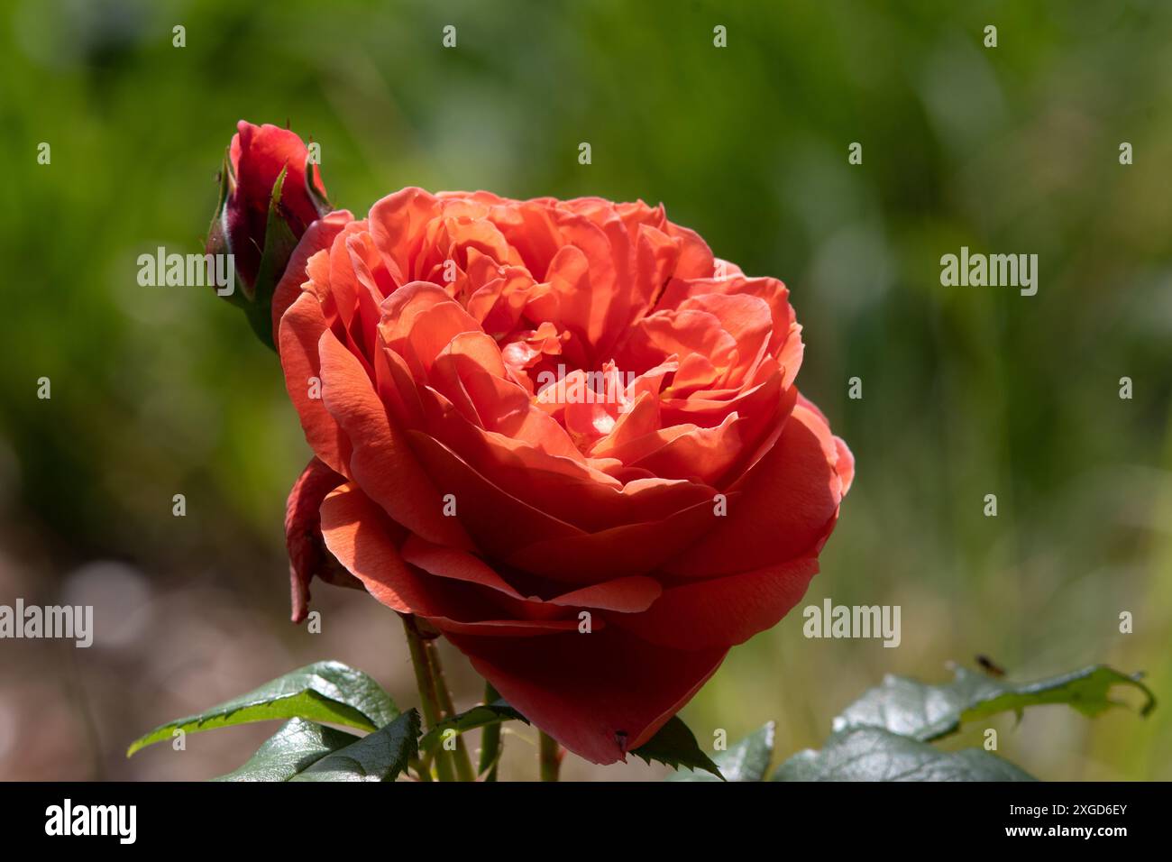 Rosa Summer Song Foto Stock