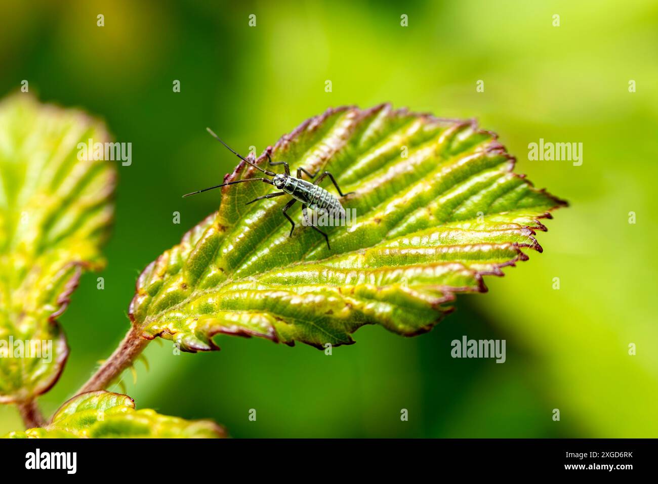 Insetto della pianta del prato (leptopterna dolabrata) insetto ninfa comunemente trovato nelle aree erbose e può essere un parassita da giardino per l'erba del giardiniere, stock pho Foto Stock