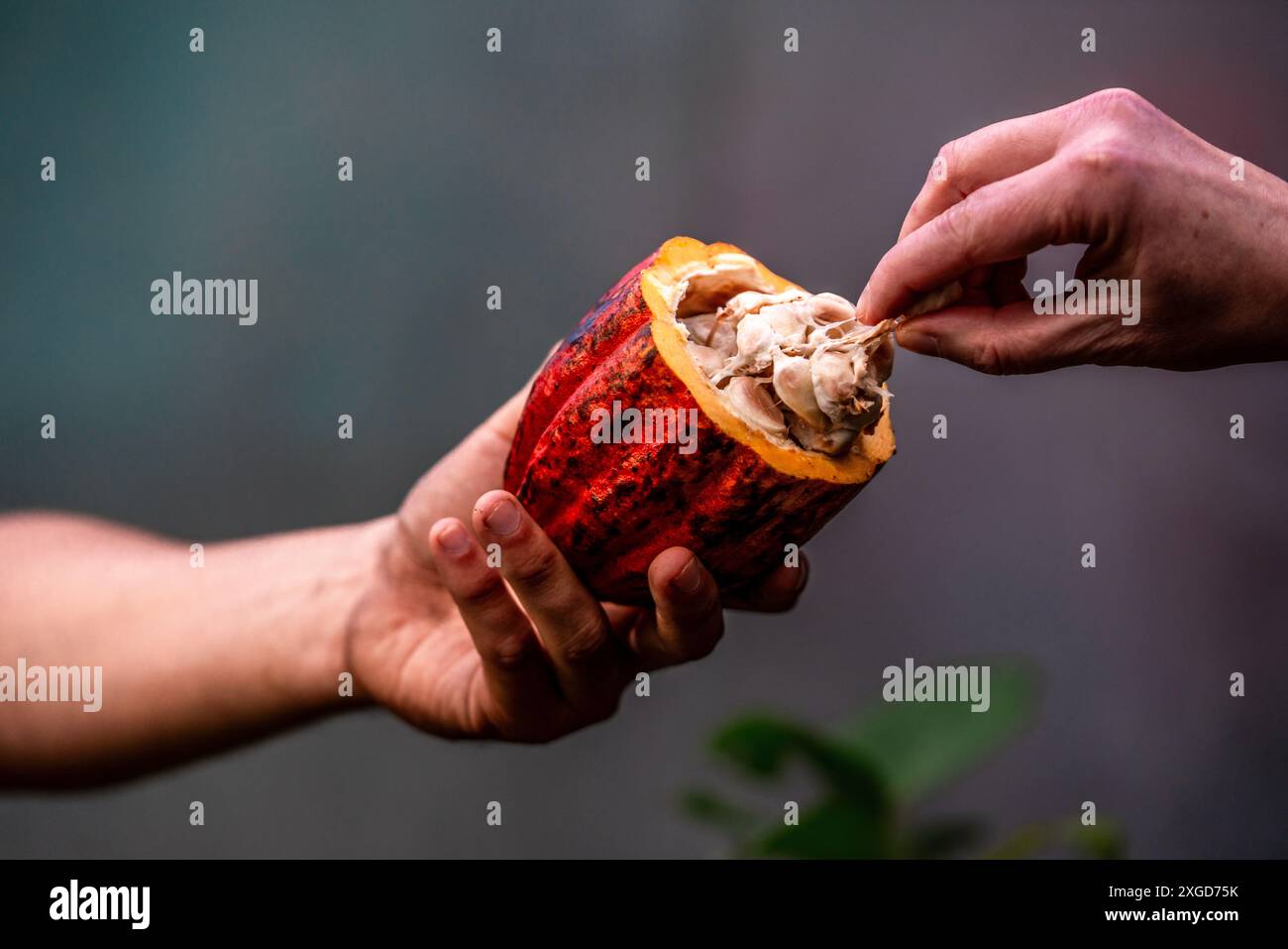 Una mano di una guida turistica che tiene in mano un frutto di cacao appena tagliato e una mano di un turista che prende un seme per un test del gusto Foto Stock