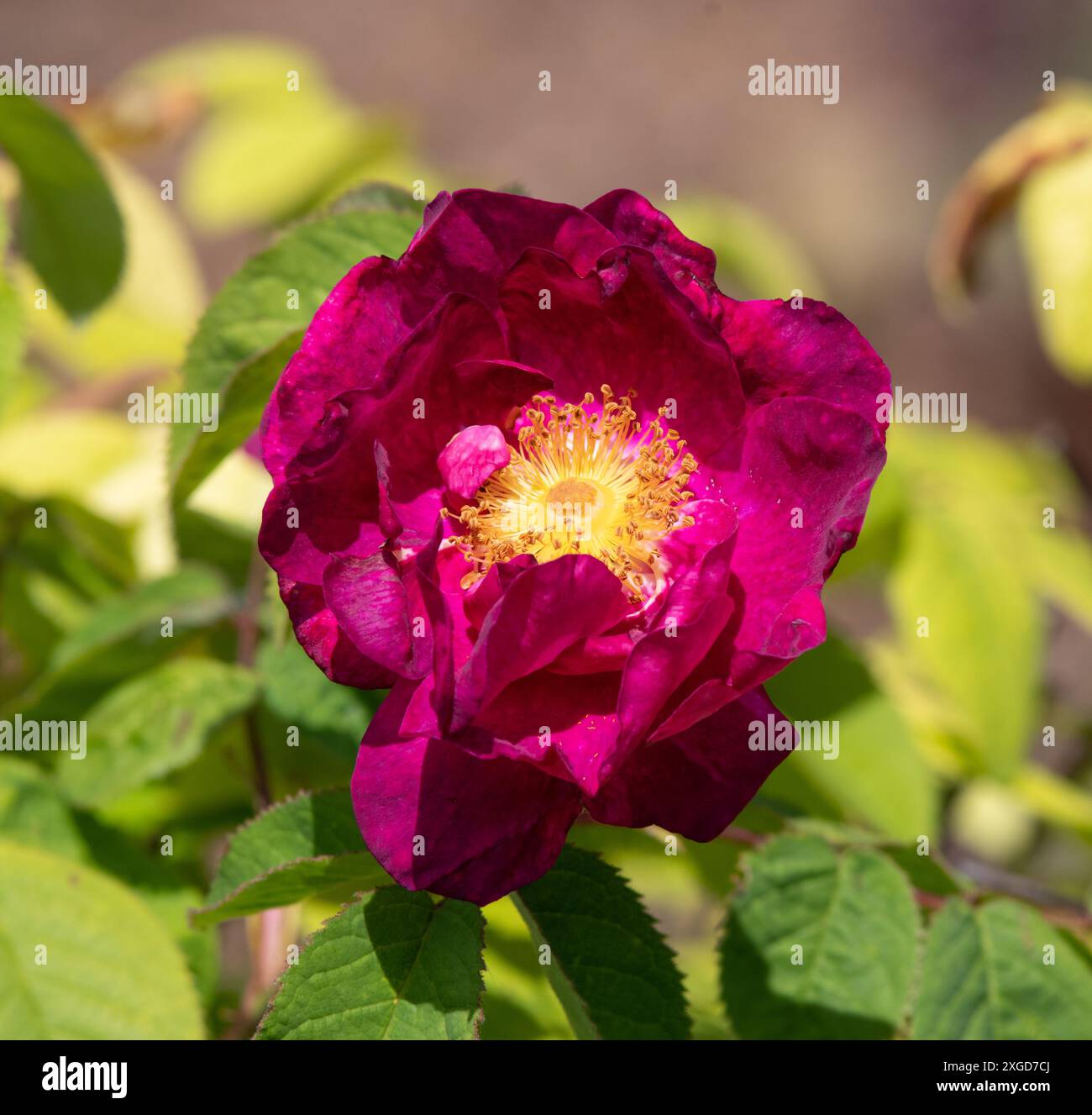 Rosa "Alain Blanchard" Foto Stock