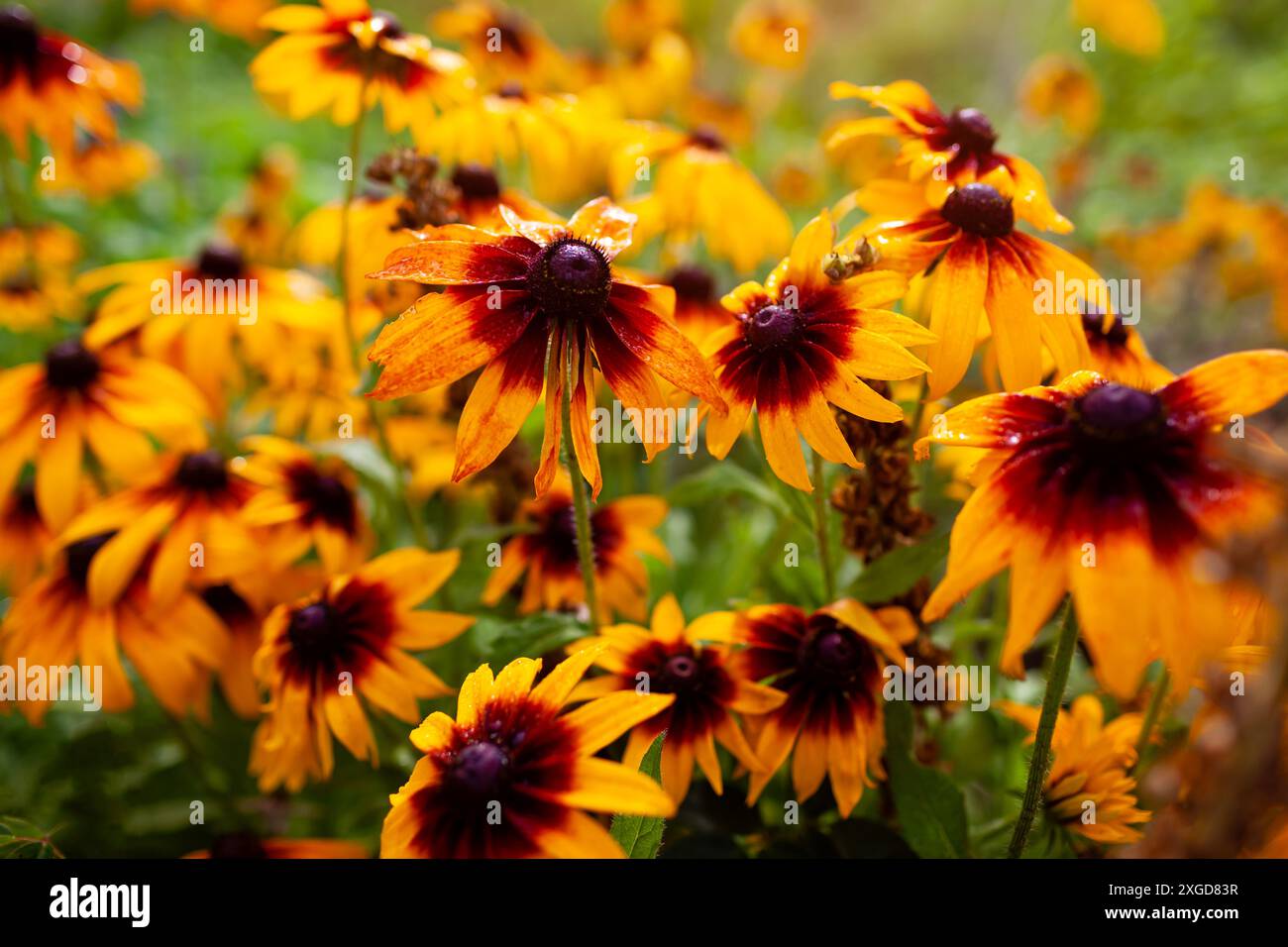 Primo piano di fiori di cono di Susan Black Eyed gialli che fioriscono nel giardino estivo. Rudbeckia con centro Bordeaux bagnato dopo la pioggia Foto Stock