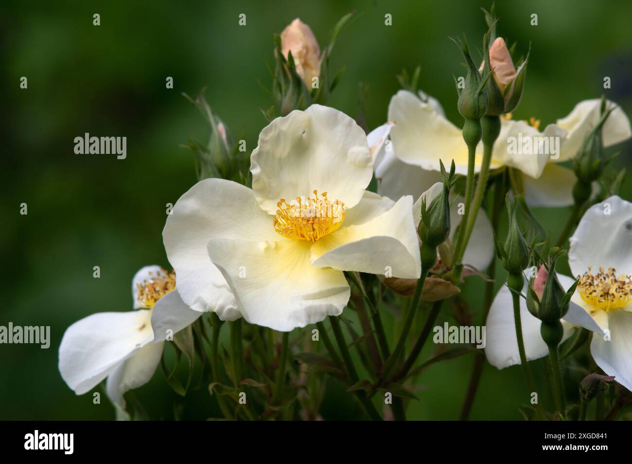 Rosa "Kew Gardens' Foto Stock