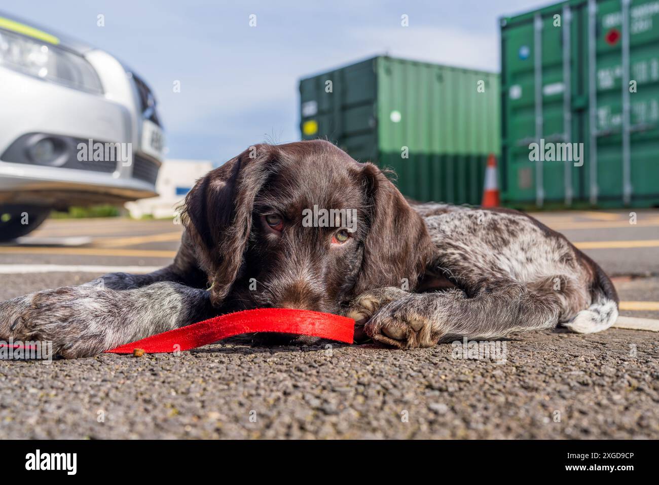 Il cucciolo viene al lavoro. Foto Stock