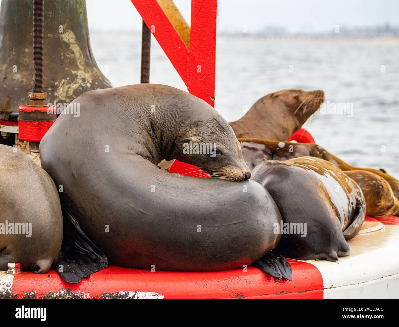 Leoni marini della California (Zalophus californianus), raggruppati su un canale al largo di Newport Beach, California, Stati Uniti d'America, North Ame Foto Stock