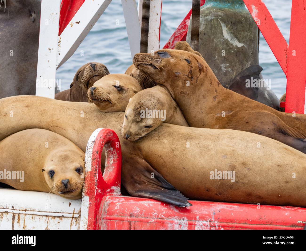 Leoni marini della California (Zalophus californianus), raggruppati su un canale al largo di Newport Beach, California, Stati Uniti d'America, North Ame Foto Stock