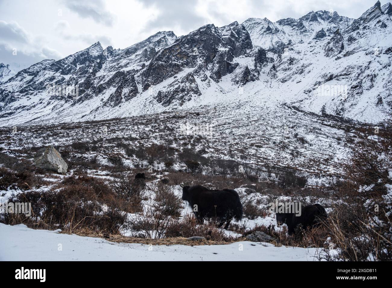 Due yak che camminano attraverso un campo innevato, la valle montana dell'Himalaya ad alta quota a Kyanjin Gompa, Langtang Trek, Himalaya, Nepal, Asia Foto Stock