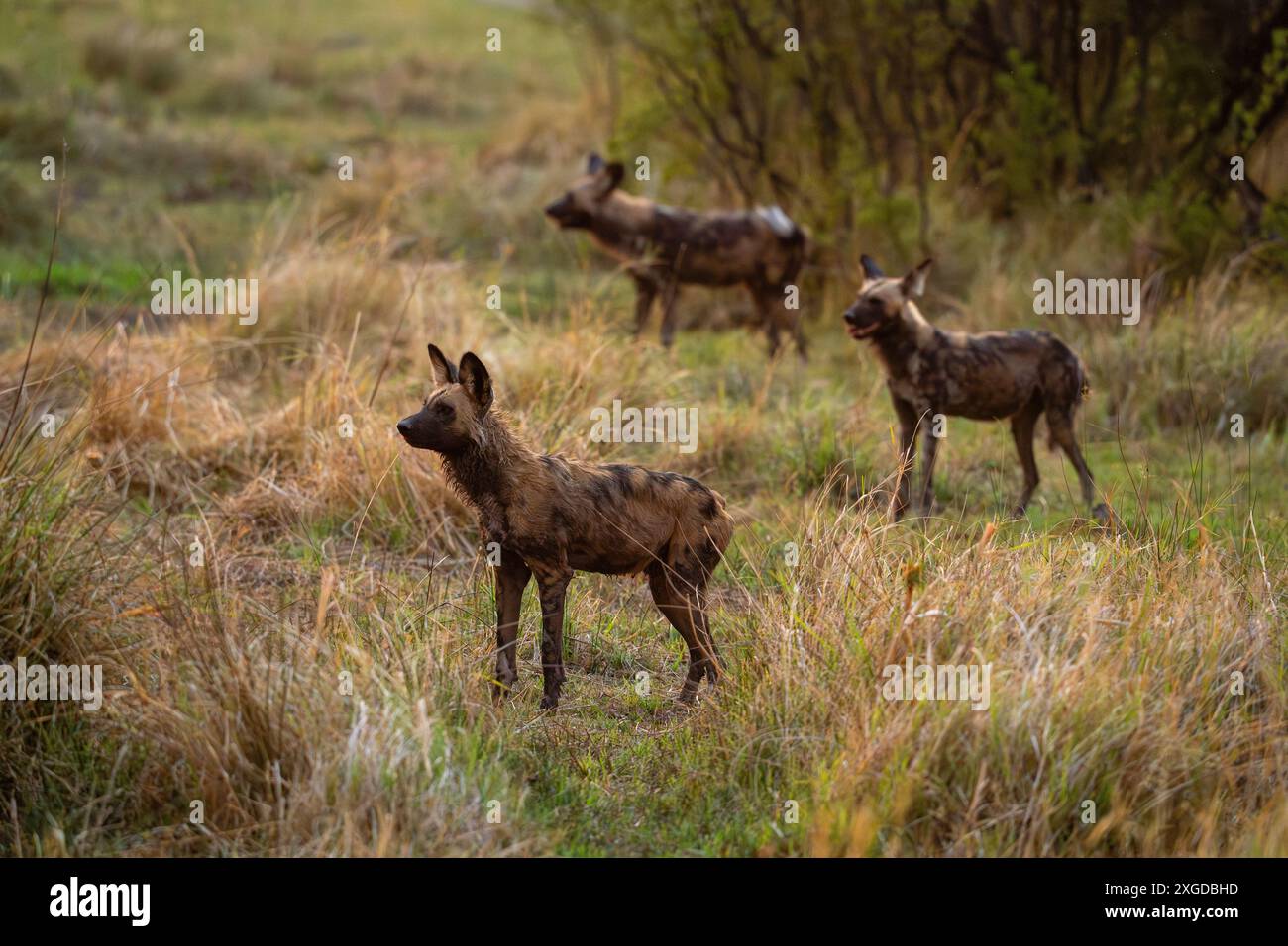 Cani selvatici africani (Lycaon pictus), Khwai, Delta dell'Okavango, Botswana, Africa Foto Stock