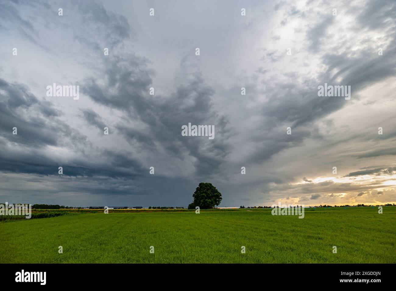 Albero solitario con un cielo spettacolare Foto Stock