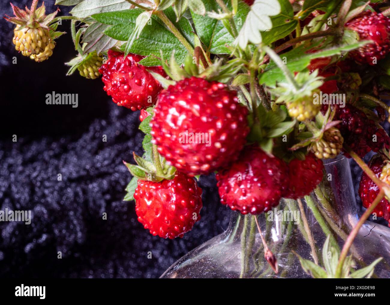 brillanti, rosse e deliziose fragole selvatiche su sfondo scuro, vista ravvicinata, macro Foto Stock