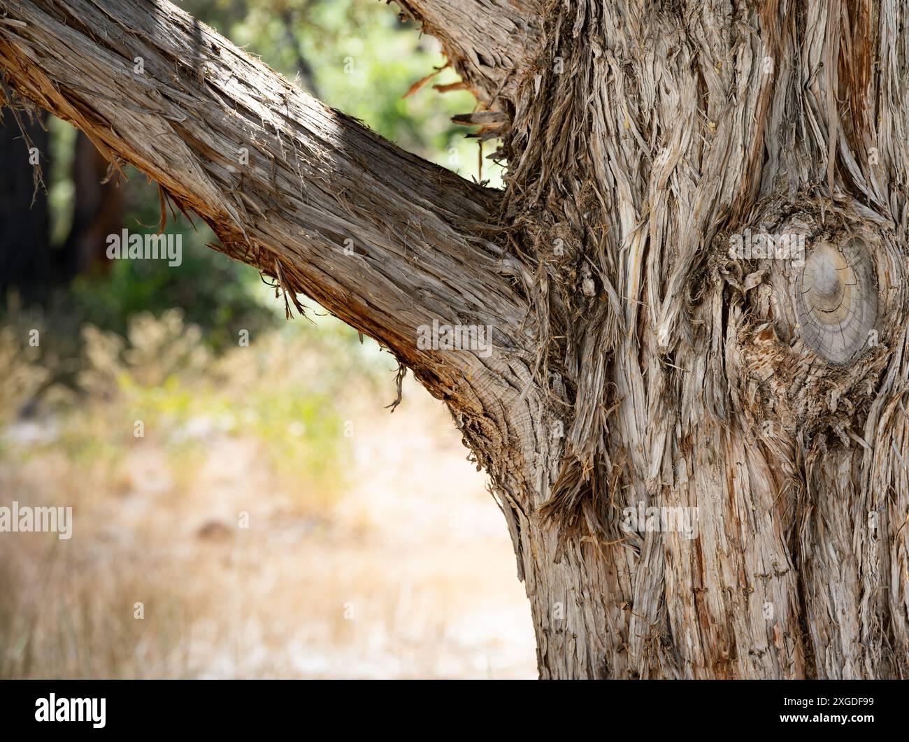 Stretta coltivazione di corteccia di Honey Mesquite Tree (Prosopis glandulosa) sulle montagne dello Utah meridionale Foto Stock