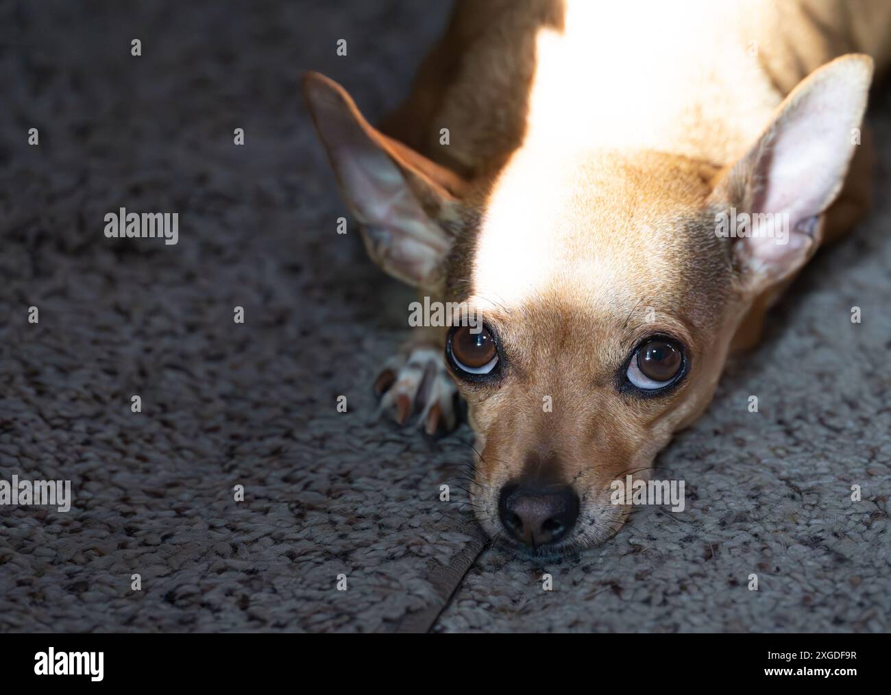 Adorabile Chihuahua Dog con grandi occhi marroni che guardano direttamente la telecamera Foto Stock
