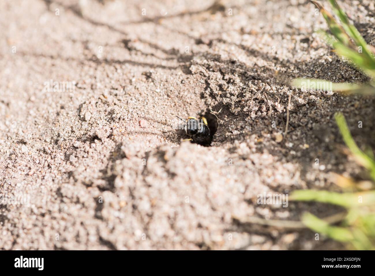 Annidando Common Slender-body Digger Wasp (Crabro cribrarius) a Richmond Park, Surrey Foto Stock