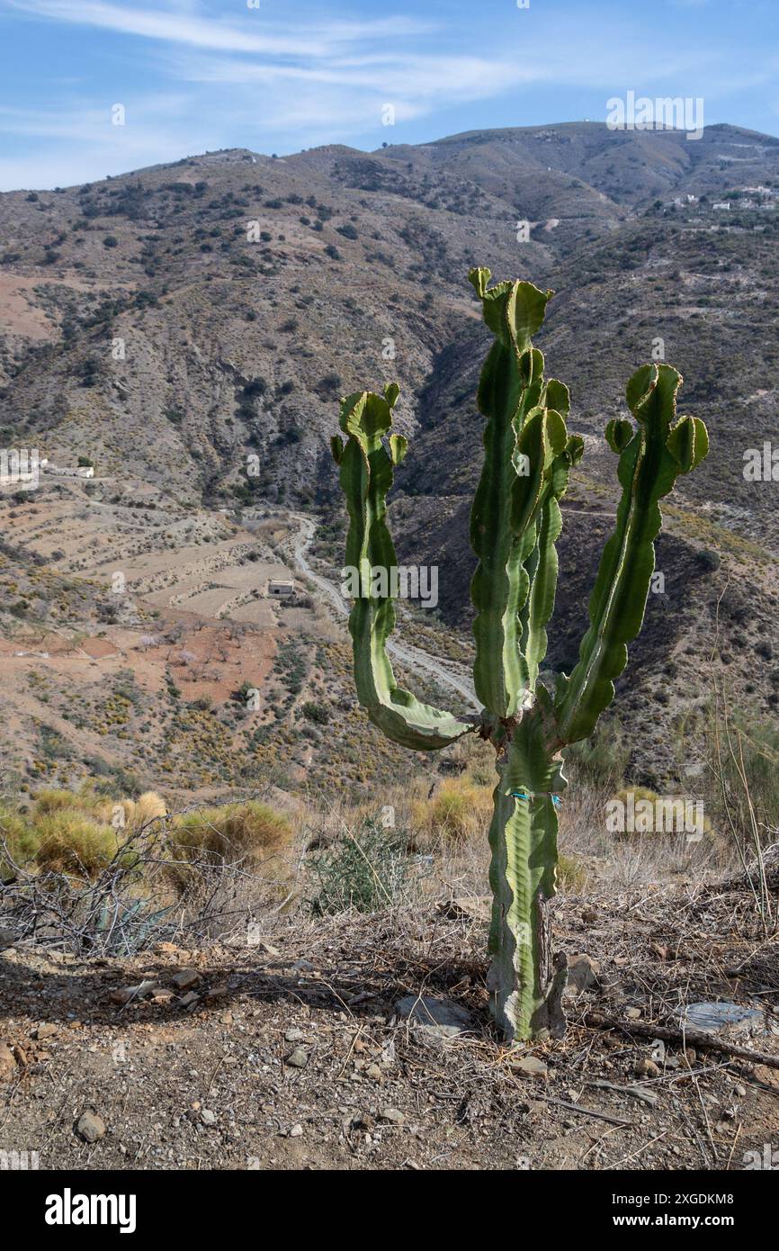 cactus e montagne sullo sfondo Foto Stock