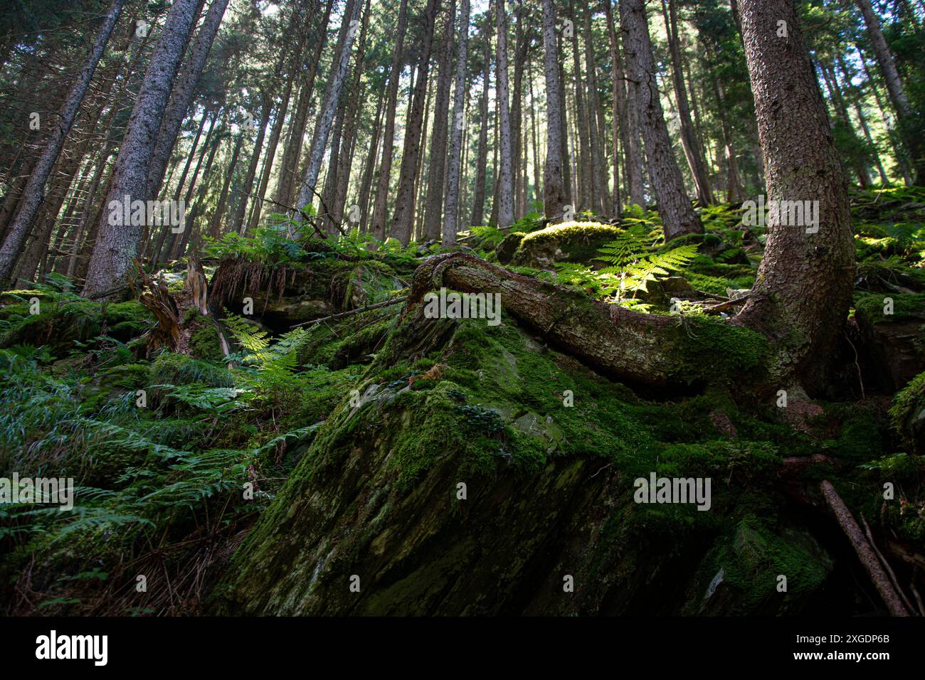 Wilder Bergwald im Tessiner Val Pontirone Foto Stock