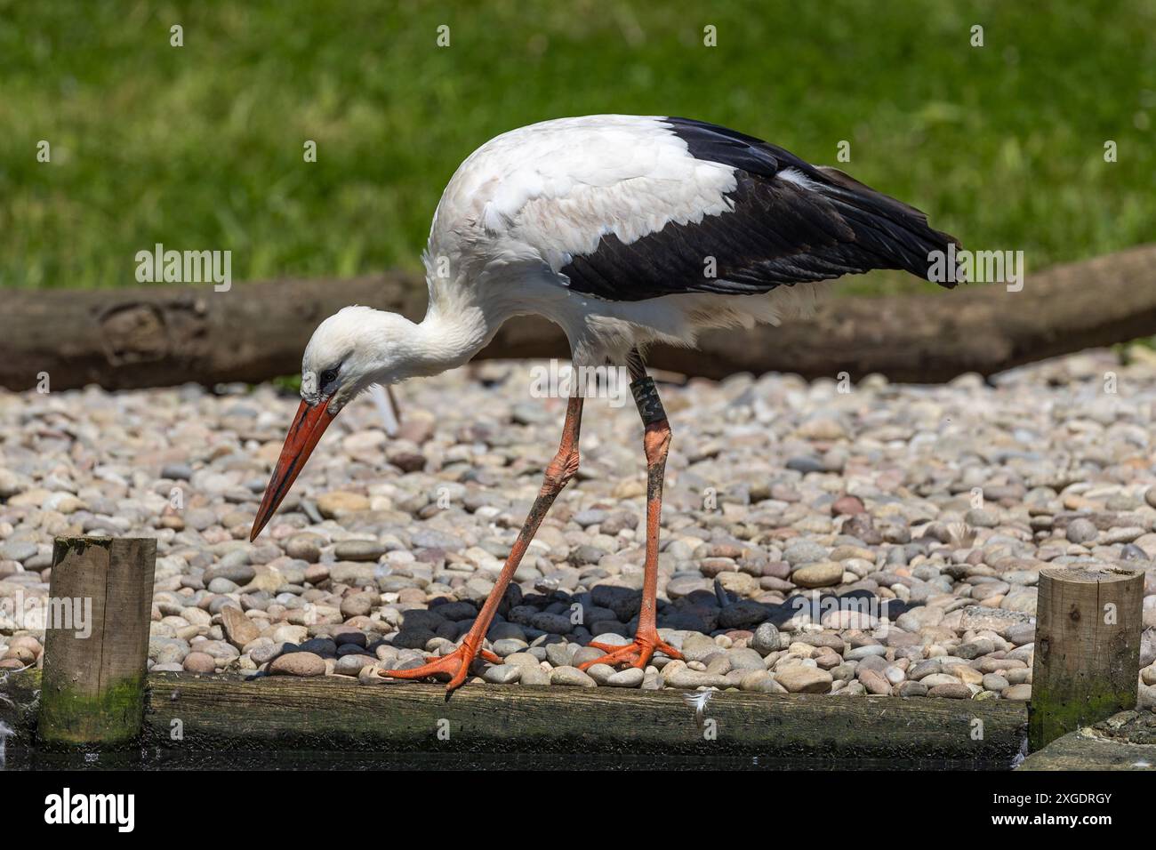 Uccello cicognolo in cerca di cibo alle paludi di Londra Foto Stock