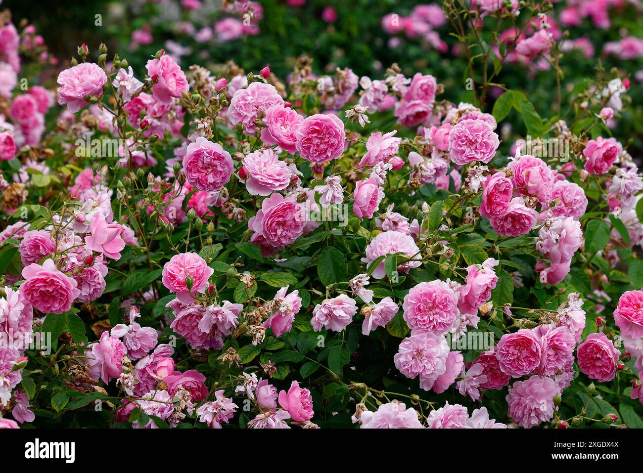 Primo piano dei fiori rosa della rosa di arbusti del giardino inglese David Austin in fiore, rosa harlow carr. Foto Stock