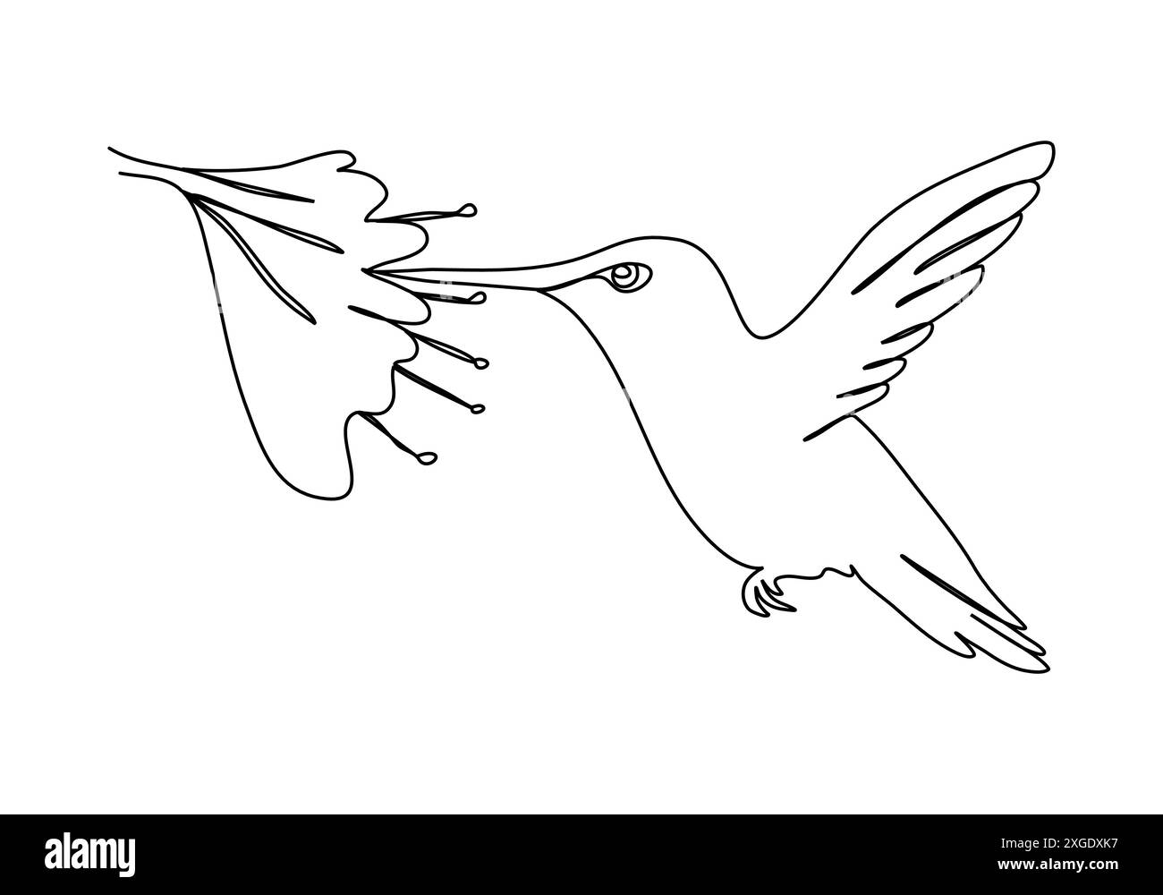 Hummingbird, illustrazione vettoriale su una linea. Illustrazione Vettoriale