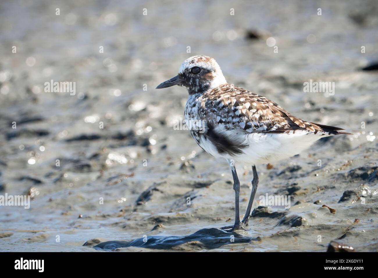 Plover dalla pancia nera in cerca di cibo lungo le rive del fiume St. Lawrence Foto Stock
