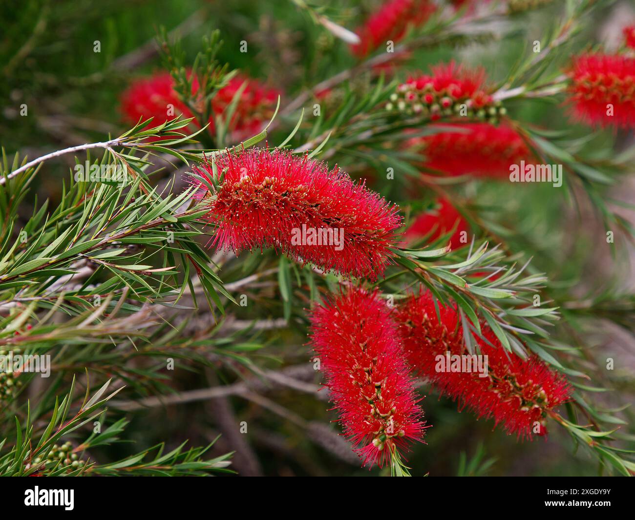 Primo piano del fiore rosso della pianta da giardino nativa australiana callistemon subulatus. Foto Stock