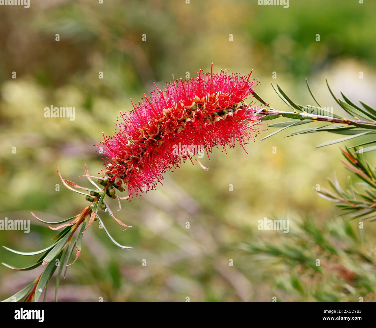 Primo piano del fiore rosso della pianta da giardino nativa australiana callistemon subulatus. Foto Stock