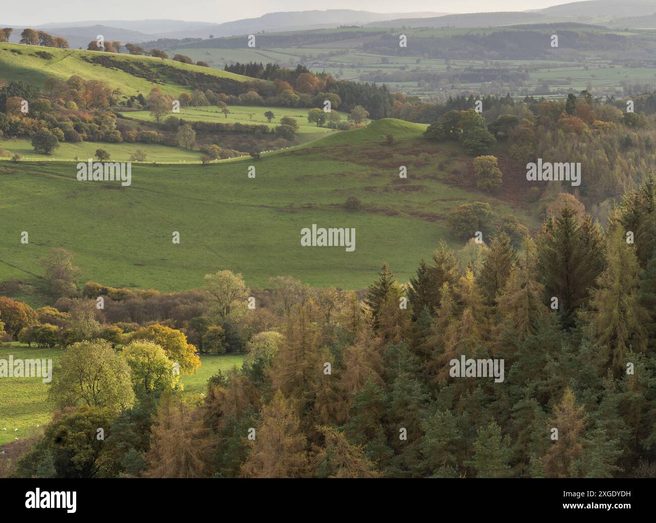 Paesaggi spettacolari e viste da The Stiperstones, una cresta di quarzite esposta nel South Shropshire, Regno Unito Foto Stock