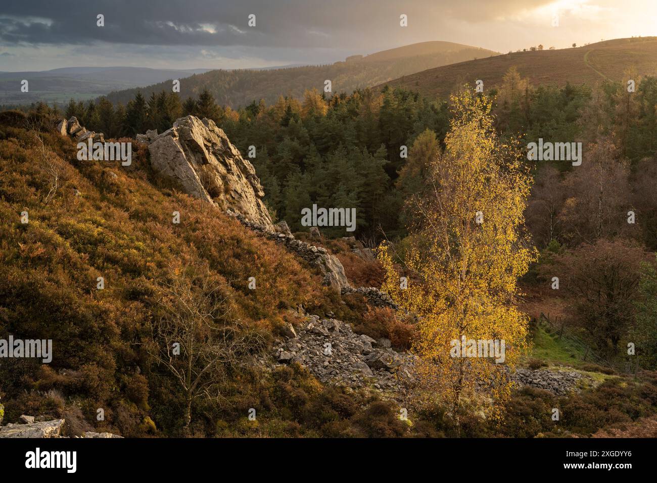 Paesaggi spettacolari e viste da The Stiperstones, una cresta di quarzite esposta nel South Shropshire, Regno Unito Foto Stock