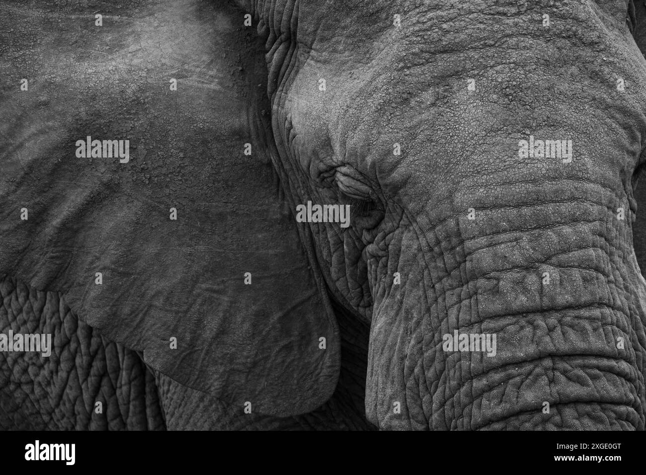 Elefante tanzaniano Foto Stock