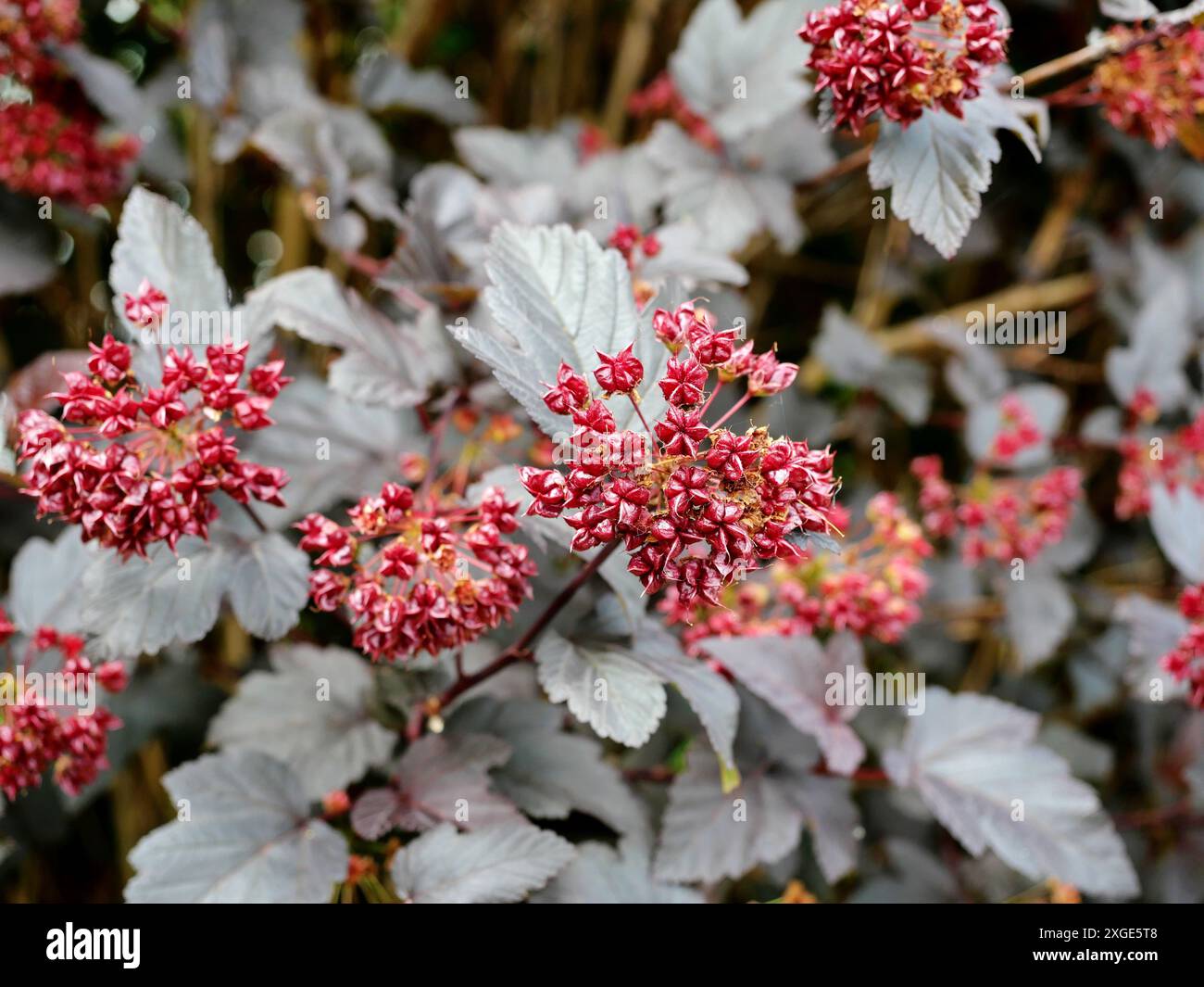 Nano d'oro Ninebark - cialde di semi e grappoli di frutta dell'albero della Fothergilla. Foto Stock