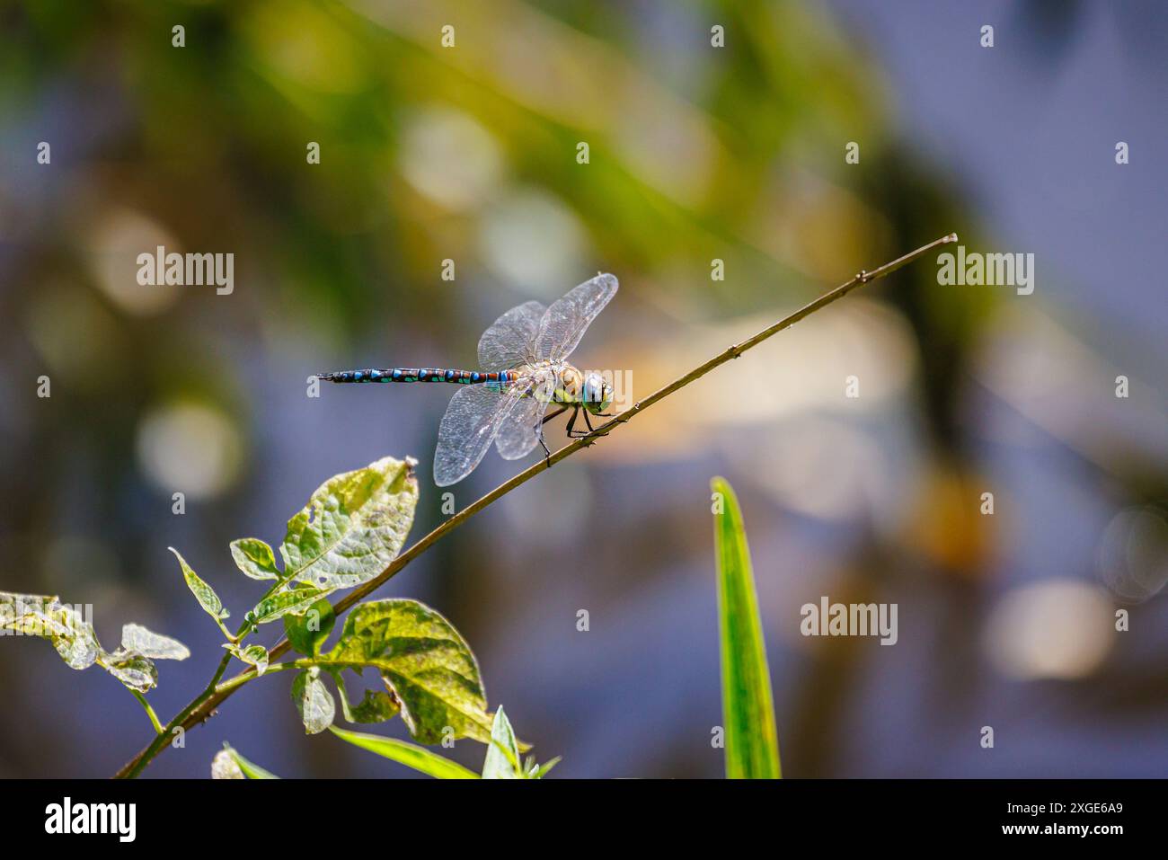 Vista laterale di una libellula maschio del migrante Hawker (Aeshna mixta) a riposo appollaiata su un ramo, Frensham Little Pond, Surrey, Regno Unito Foto Stock