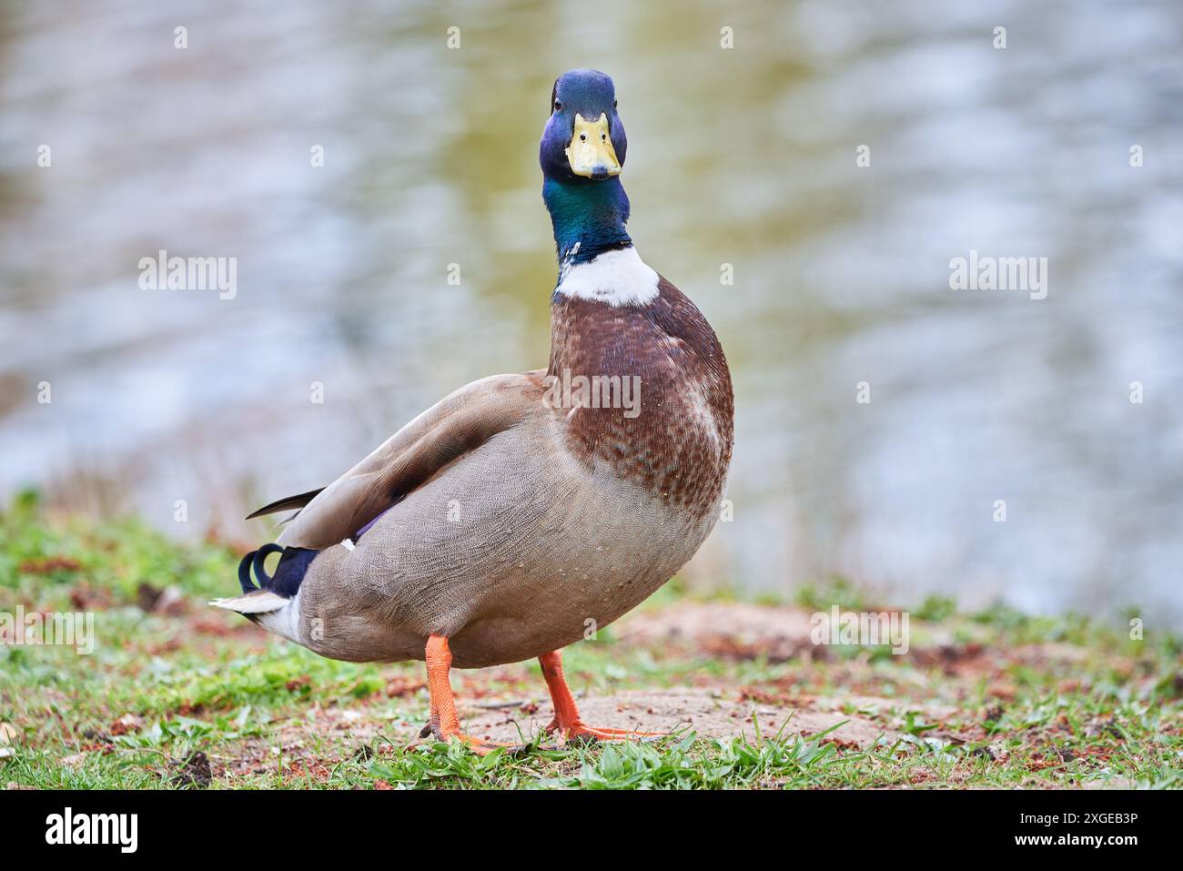 Mallard maschio anatra primo piano ( Anas platyrhynchos ) Foto Stock