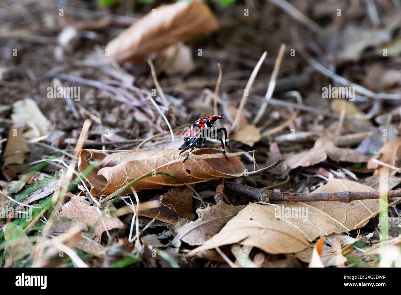 Lanterna maculata rossa, nera e bianca brillante vola a piedi nell'erba Foto Stock