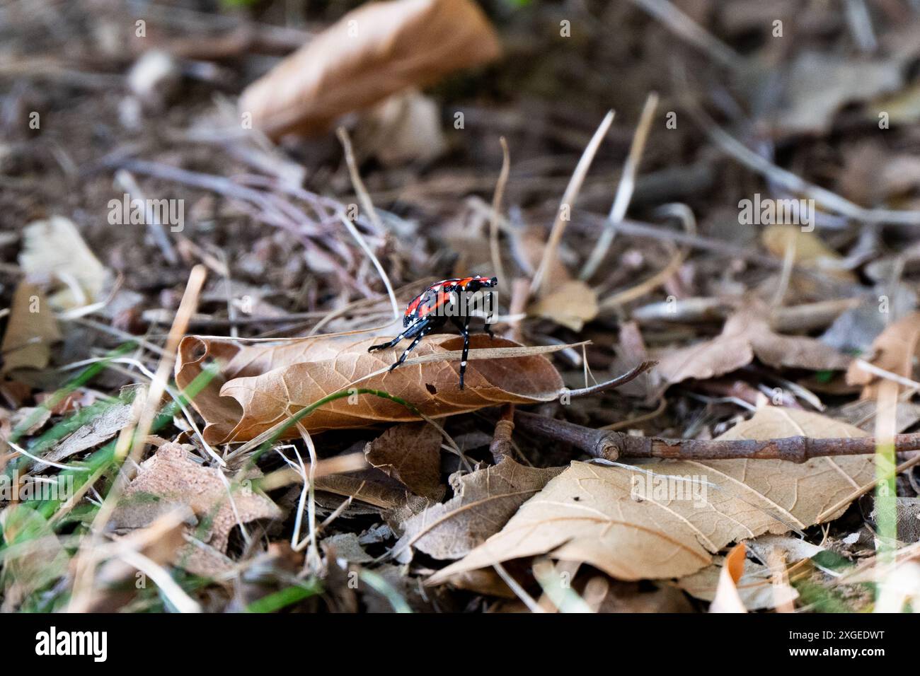Lanterna maculata rossa, nera e bianca brillante vola a piedi nell'erba Foto Stock