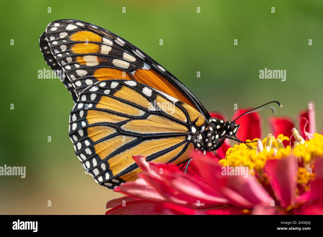 Farfalla monarca (Danaus Plexippus) che si nutre di zinnia rosa nel giardino estivo Foto Stock