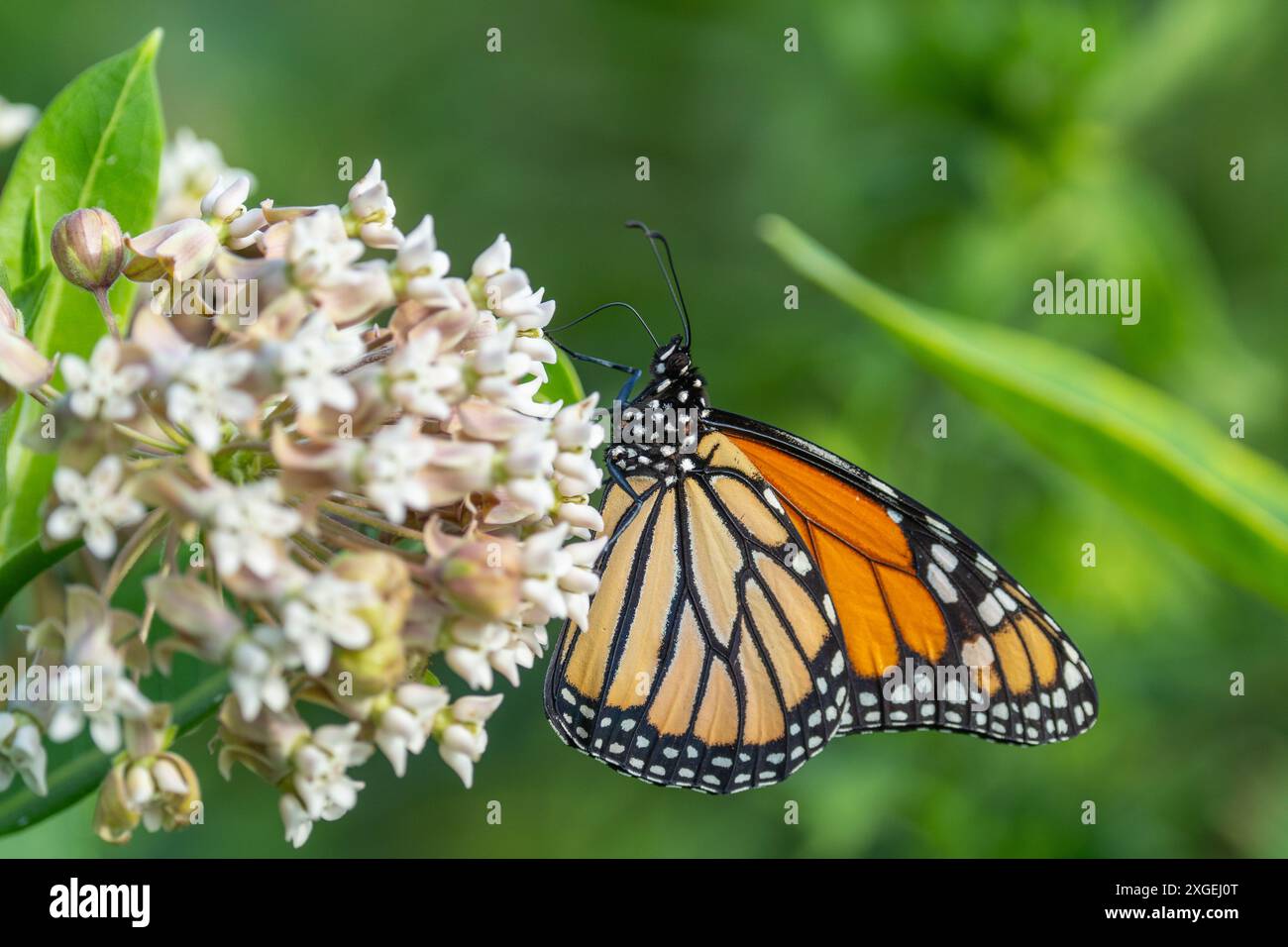 Farfalla monarca (Danaus Plexippus) che si nutre di erba da latte comune in prati incolti in estate. Foto Stock